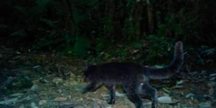 felinolafm.jpg