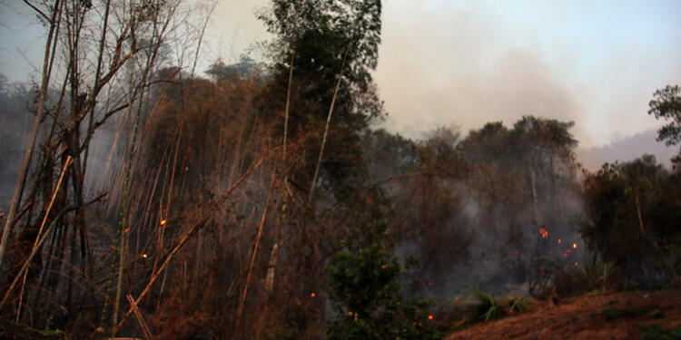incendiosforestales.jpg
