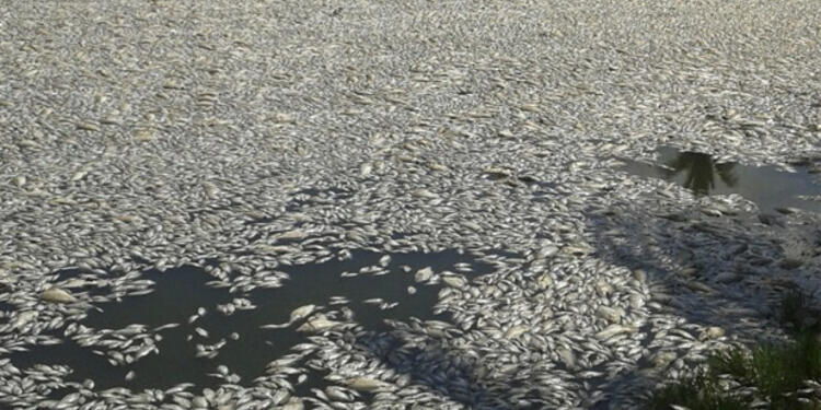 peces.jpg