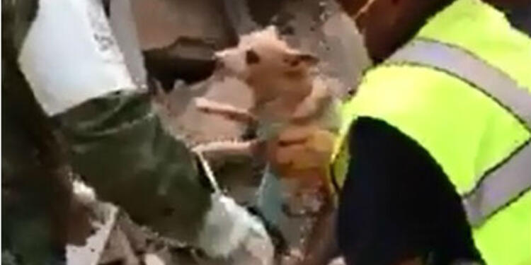 perrito.jpg