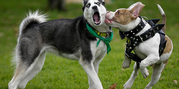 perros5.jpg
