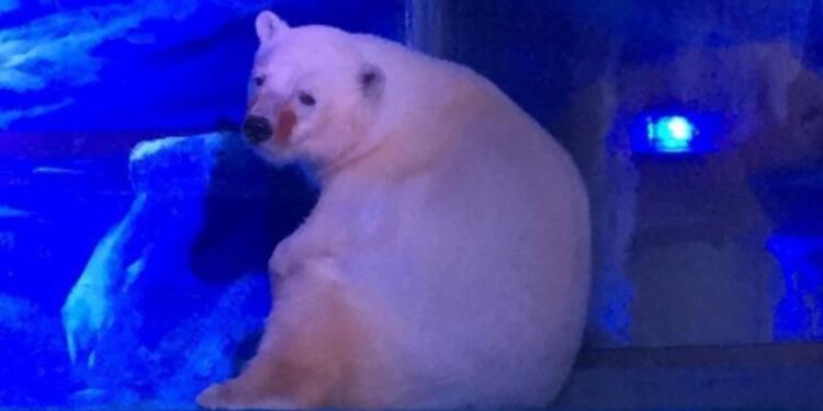pizzapolarbear_afp_1477415830.jpg