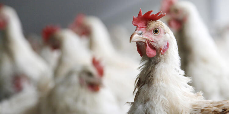 pollos-ingimage.jpg