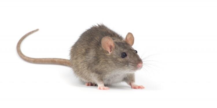 ratonlafm.jpg