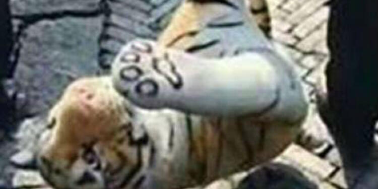 tigre-1.jpg