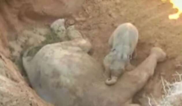1604_elefante-bebe_620x350.jpg