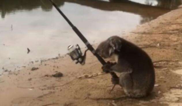 La imagen del koala 'pescador' / Tomada del video difundido La imagen del koala 'pescador' / Tomada del video difundido