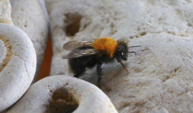Abejas