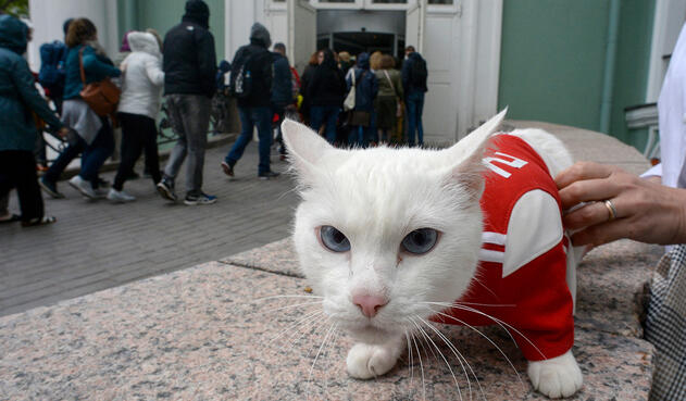 Aquiles, el gato del Hermitage convertido en uno de los oráculos del Mundial de Rusia Aquiles, el gato del Hermitage convertido en uno de los oráculos del Mundial de Rusia