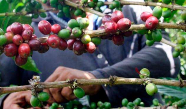 Un cafetero manipulando el grano en Risaralda