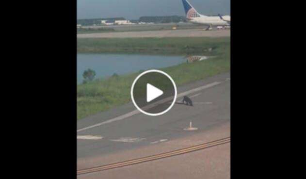 El caimán cruzando la pista en el aeropuerto de Orlando
