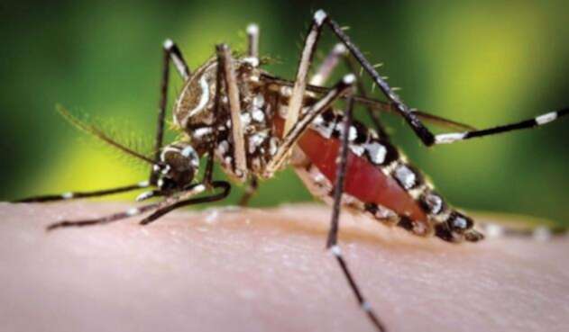 Dengue / Malaria