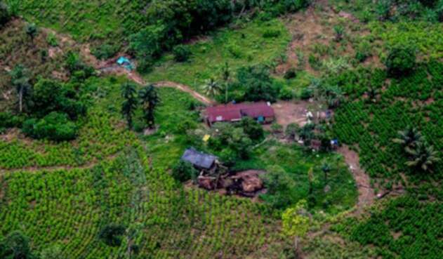 Los cultivos de coca en Tumaco en 2017 Los cultivos de coca en Tumaco en 2017