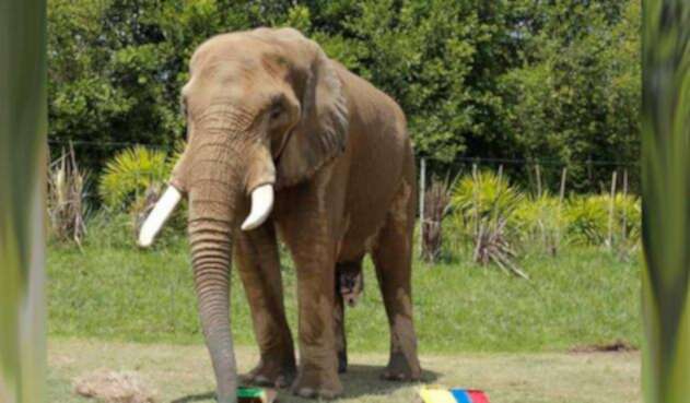 Elefante Pirinolo predice victoria de Senegal ante Colombia