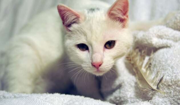 Las donaciones serán entregadas a los gatos víctimas de violencia. Gato blanco