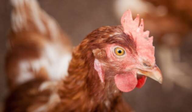 Gallina