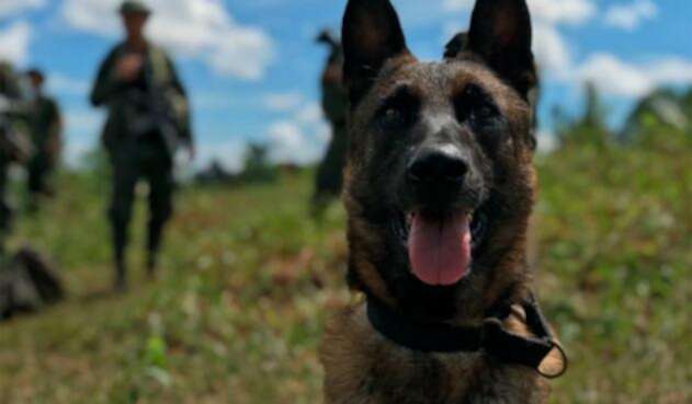 Killer, el perro antinarcóticos fallecido, despedido con honores Killer, el perro antinarcóticos fallecido, despedido con honores