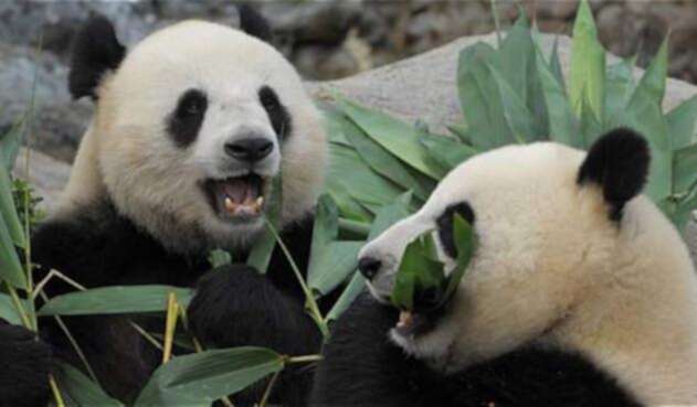 Panda gigante