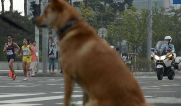 Los perros son incluidos en la dieta de los surcoreanos