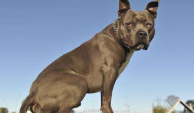 Imagen de referencia de un perro potencialmente peligroso Imagen de referencia de un perro potencialmente peligroso