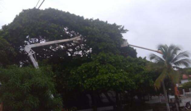 Caída de árbol sobre circuito eléctrico en Barranquilla