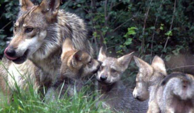 El lobo gris mexicano (Canis lupus baileyi).