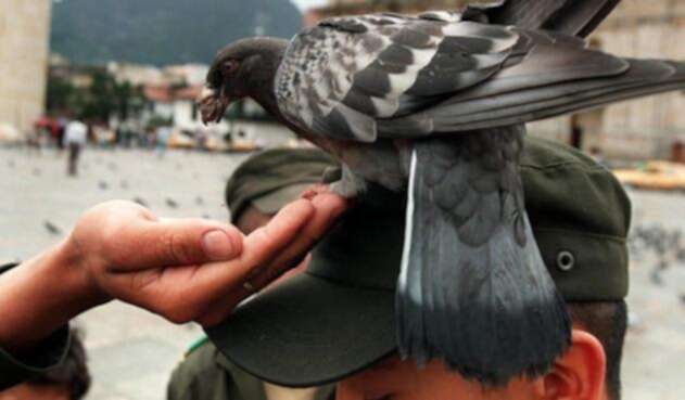 Palomas en la Plaza de Bolívar de Bogotá.