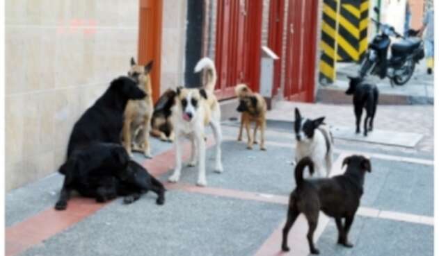 Perros callejeros en Pereira.