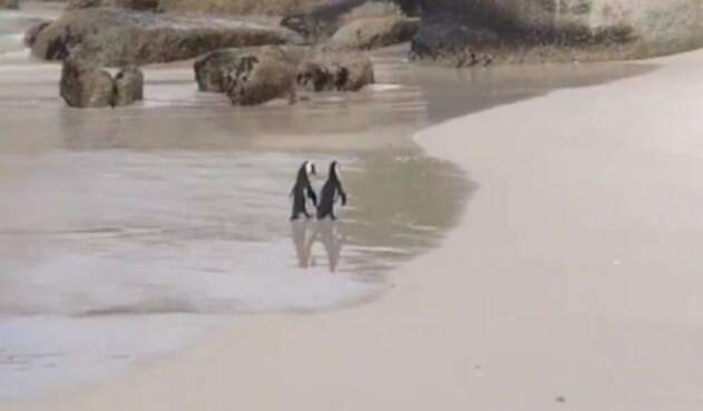 Pinguinos
