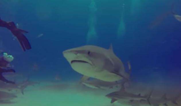 Tiburón estuvo al acechó de un aprendiz de buceo