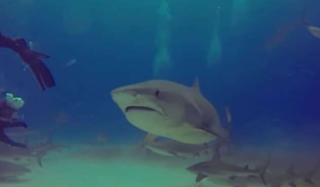 Tiburón estuvo al acechó de un aprendiz de buceo