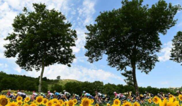 Los ciclistas en el Tour de Francia
