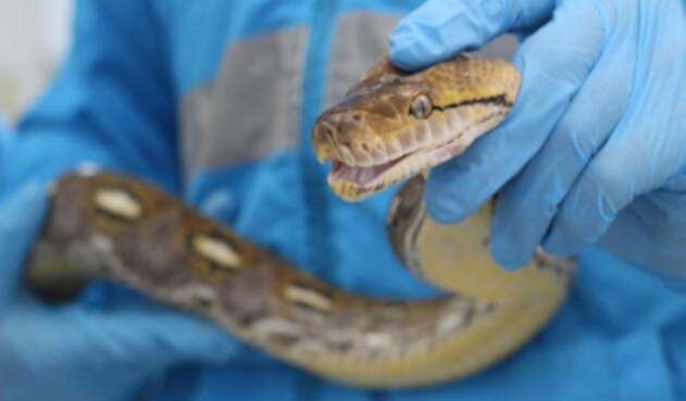 serpiente exótica de la especie Pitón Asiática que se encontraba camuflada en una caja