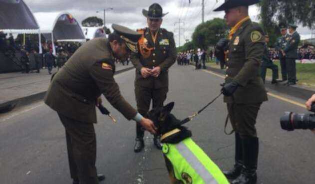 Sombra, el canino que ahora es el terror de los narcos