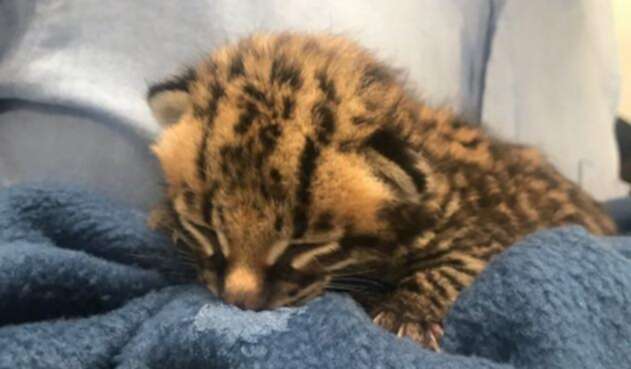 Logran recuperar leopardo cachorro en el municipio de Facatativá Logran recuperar leopardo cachorro en el municipio de Facatativá