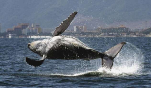 Ballena