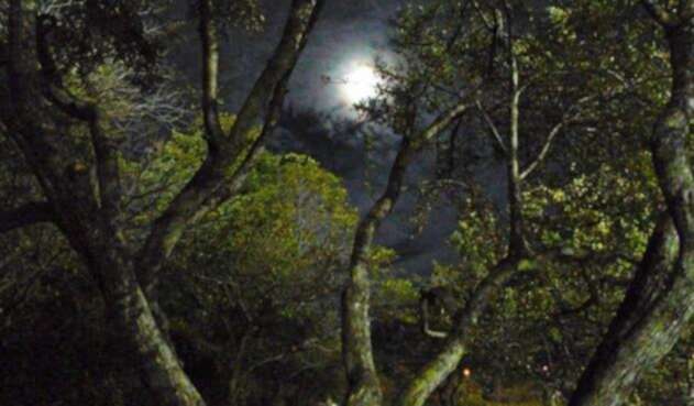 Bosque