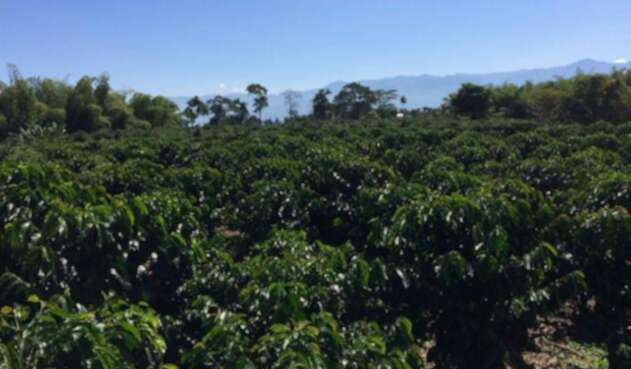 La crisis del café ha tocado fondo según caficultores