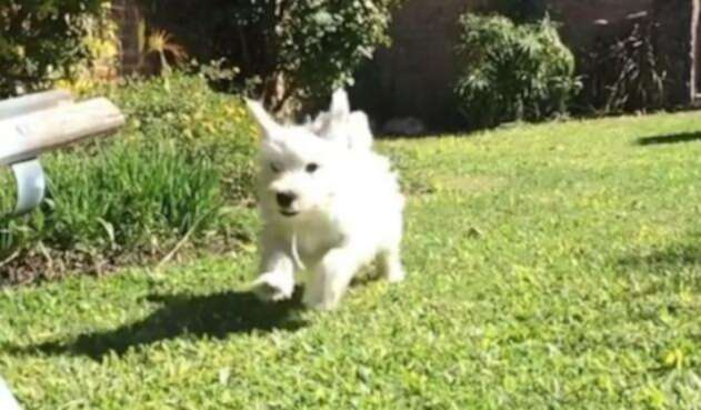Perro 'Cuco'.