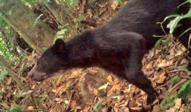 Oso Andino.