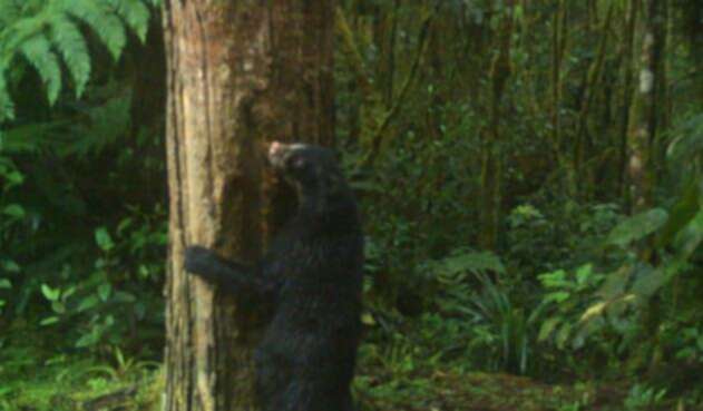 Oso de anteojos.