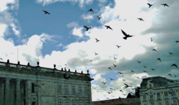 Palomas en la Plaza de Bolívar.