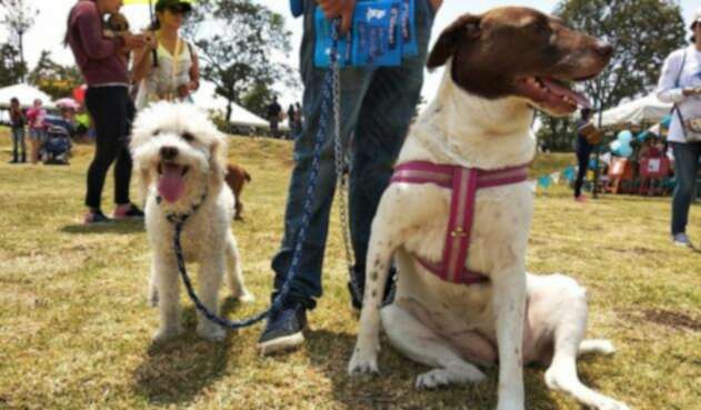 Parque para perros en Bogotá