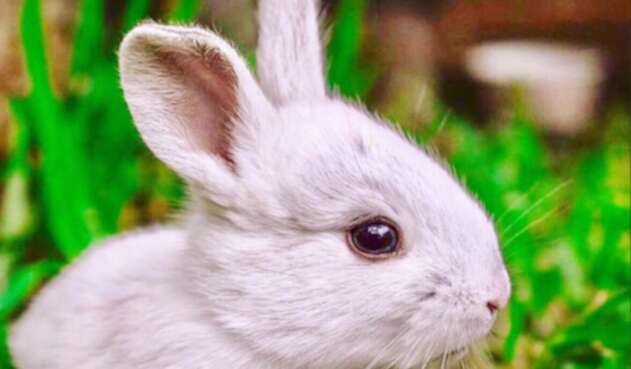 Testeo en animales