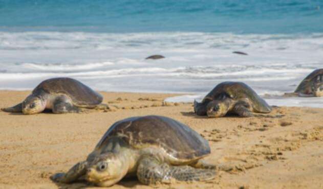 Tortugas