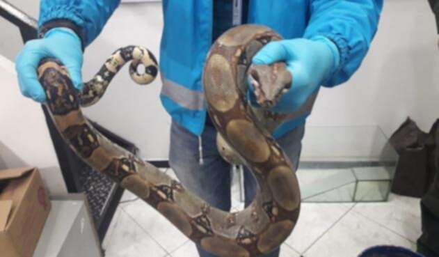 Boa encontrada en un bus de Bogotá