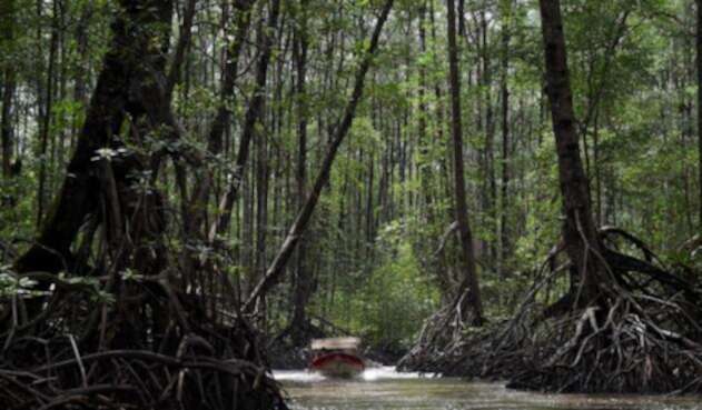 Bosques de manglares en Tumaco (Nariño)