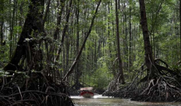 Esta es la imagen de los bosques de manglares en Tumaco (Nariño).