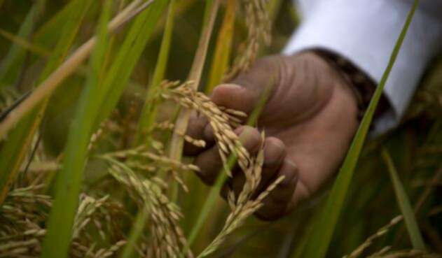 Cultivos de arroz en Colombia