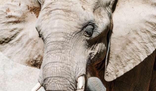 Elefante